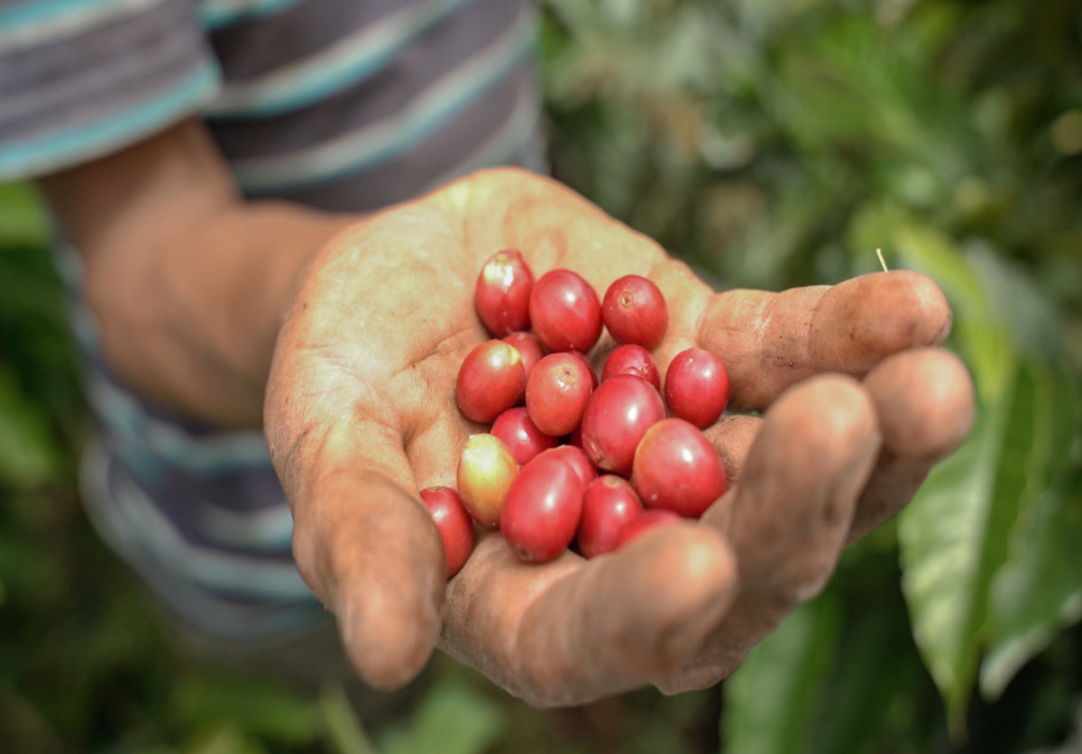 Caturrón finca Tamaná