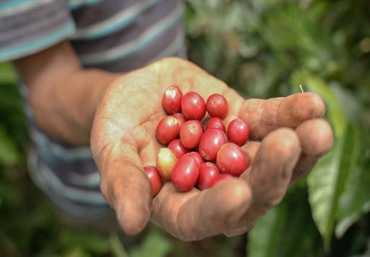 Caturrón finca Tamaná